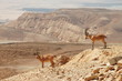 Ibexes on the cliff. Ibexes on the cliff.