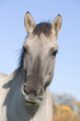 Konik, Konikpferd, Portrait Konik, Konikpferd, Portrait