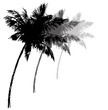 Three black silhouettes of palm trees. Vector illustration Three black silhouettes of palm trees. Vector illustration