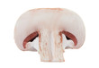 Mushroom half