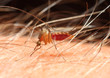 Anopheles mosquito - dangerous vehicle of infection