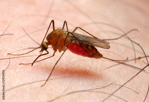 Foto: Anopheles mosquito - dangerous vehicle of infection Anopheles mosquito - dangerous vehicle of infection