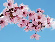 Blüte im Frühling