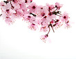 Blüte im Frühling