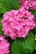 Red and yellow flowers of Hydrangea
