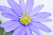 Aster Aster