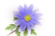 Aster Aster