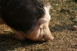 ungarisches Wollschwein