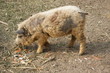 ungarisches Wollschwein