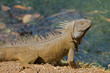 Green iguana basking in the sun by a pond in Costa Rica.