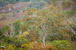 wild nature with colorful trees and bushes