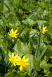 Blühendes Scharbockskraut im Frühling