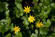 Blühendes Scharbockskraut im Frühling