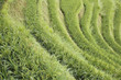 growing rice on the rice paddy in China.