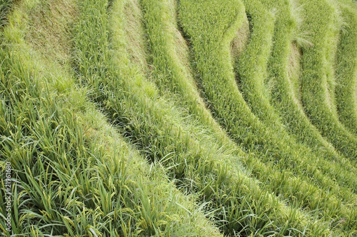 Photo: growing rice on the rice paddy in China. growing rice on the rice paddy in China.