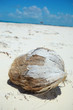 coconut on the beach.