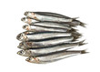 Sardine