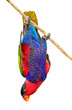 Photo: Playful Lory Playful Lory