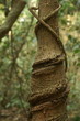 Baumstamm in Ghana