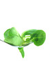Feldsalat