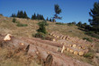 wood