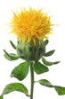 Carthamus tinctorius