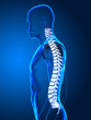 Correct posture concept with visible spine Correct posture concept with visible spine