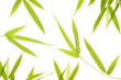 feuille de bambous