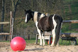Winnetou mit Ball