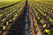 cultures de salade