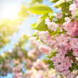 spring blossom of purple sakura against blue sky