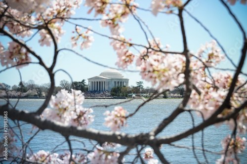 Photo: Jefferson Memorial through Cherry Blossoms Jefferson Memorial through Cherry Blossoms