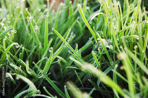 Photo: Green a grass with dew Green a grass with dew
