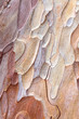 pine bark