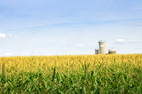 Photo: Corn field with silos Corn field with silos