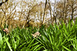 Lush grass