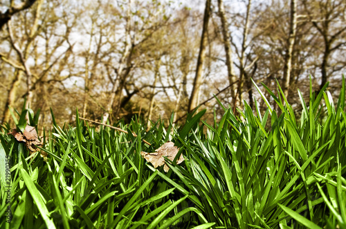 Photo: Lush grass Lush grass