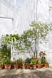 Plants in pots