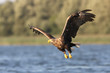Seeadler