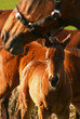Bay Thoroughbred Foal
