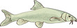 Barbeau