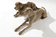 Hund, Weimaraner Langhaar