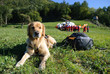 Lawinenhund