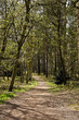 Photo: Woodland path Woodland path