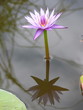 nénuphar rose nénuphar rose
