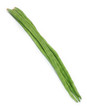 Moringa Oleifera or sonjna of Indian subcontinent Moringa Oleifera or sonjna of Indian subcontinent