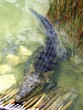 crocodile cayman in lake central America crocodile cayman in lake central America