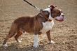 Bulldogge