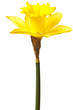 yellow daffodil isolated yellow daffodil isolated