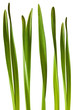 Spring Daffodil Leaf Isolated on White Background Spring Daffodil Leaf Isolated on White Background
